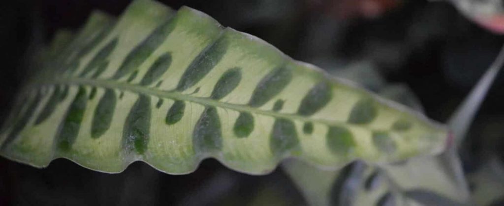 Calathea Lancifolia - Rattlesnake Plant