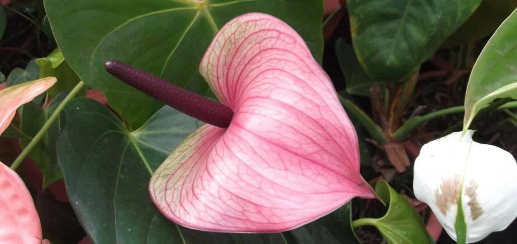 Anthurium Andraeanum