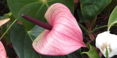 Anthurium Andraeanum