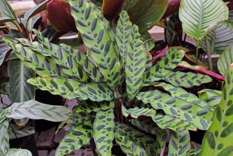 Watering Calathea Lancifolia