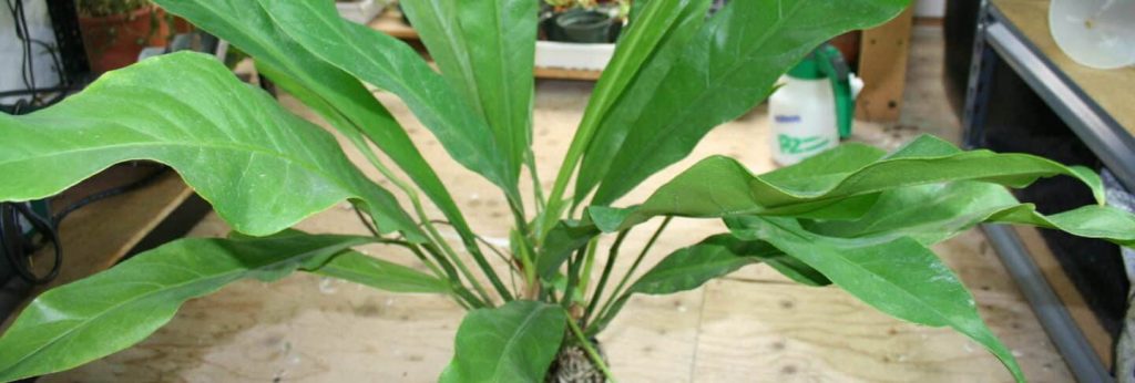 Anthurium Superbum - How to Care for Bird’s Nest Anthurium
