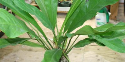 Anthurium Superbum - How to Care for Bird’s Nest Anthurium