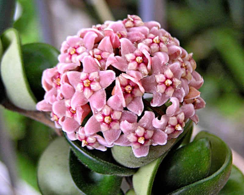 Hoya Carnosa Compacta – How to Care for Hindu Rope Plant