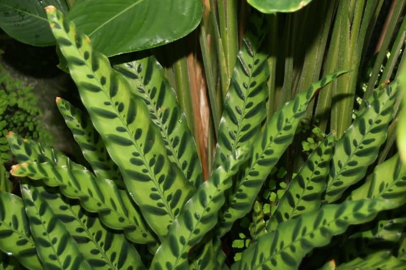 Calathea Lancifolia Pruning