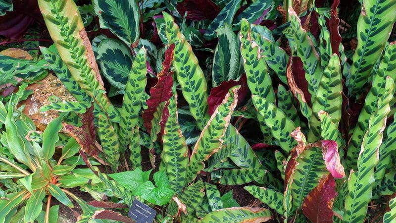 Calathea Lancifolia Problems and Solutions
