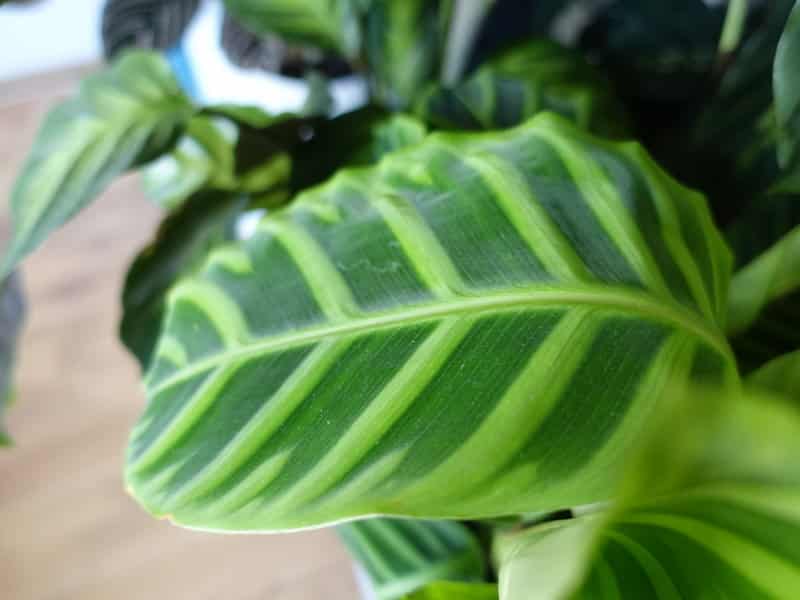 Calathea Zebrina pruning