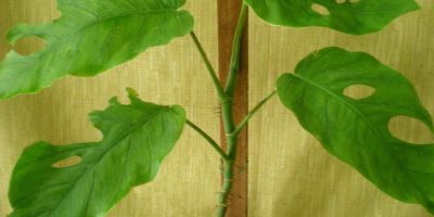 Monstera Dubia Care Guide (2020)