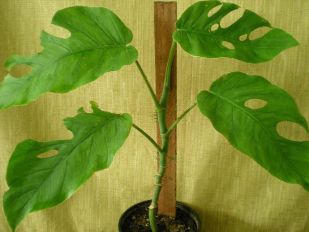 Monstera Dubia Care Guide (2020)