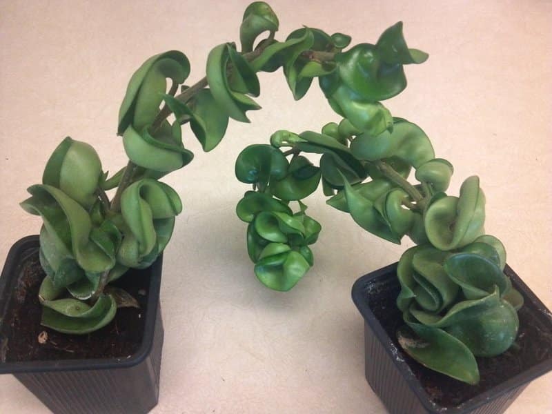 Repotting Hindu Rope Plant