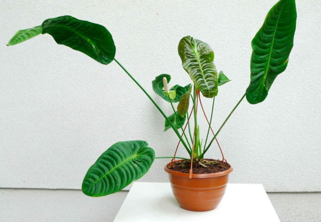 Anthurium Veitchii - The King Anthurium Care Guide