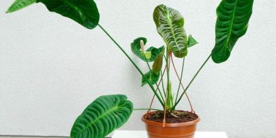 Anthurium Veitchii - The King Anthurium Care Guide