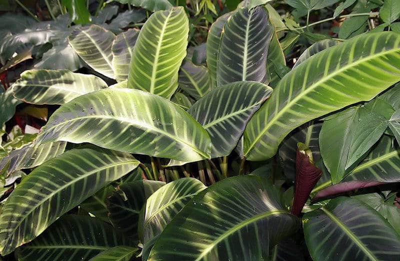 Watering Calathea Zebrina