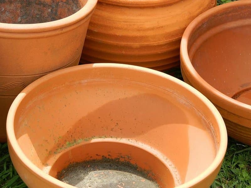 Choosing the Pot for Monstera Dubia