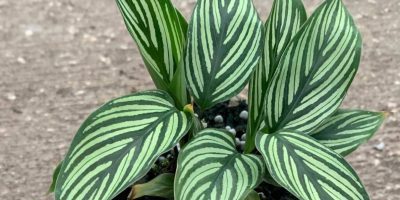 Calathea Vittata