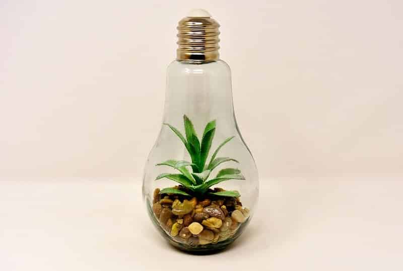 Light and Temperature Requirements of Monstera Dubia