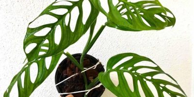 Monstera Epipremnoides Care Guide