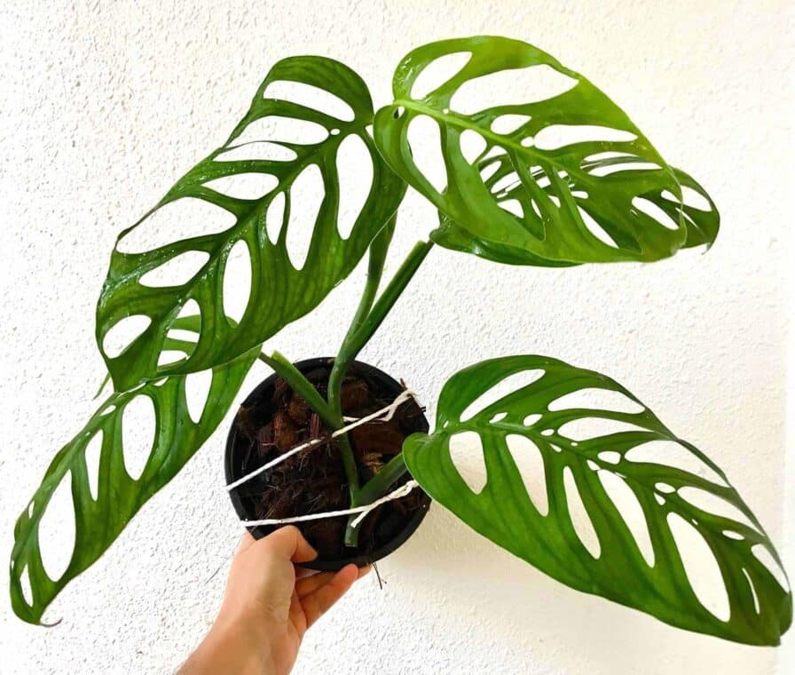 Monstera Epipremnoides Care Guide