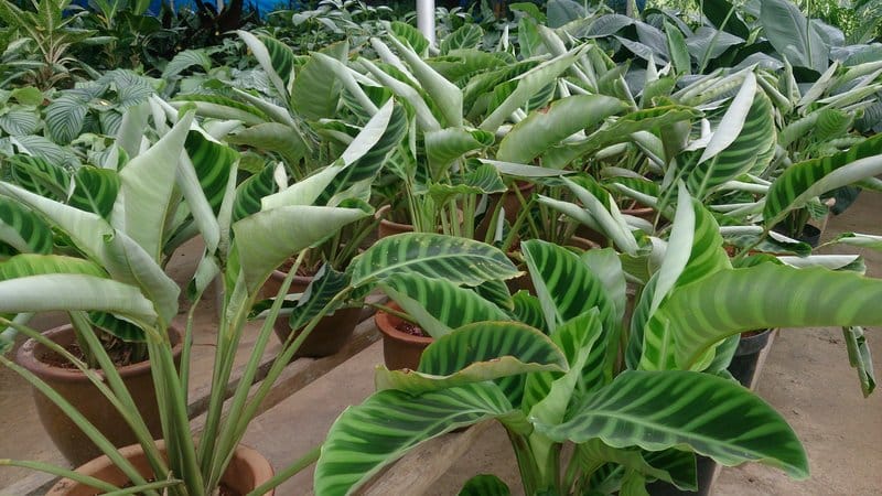 Fertilizing Calathea Zebrina