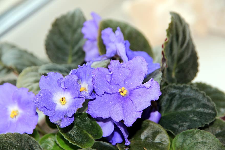 african violets