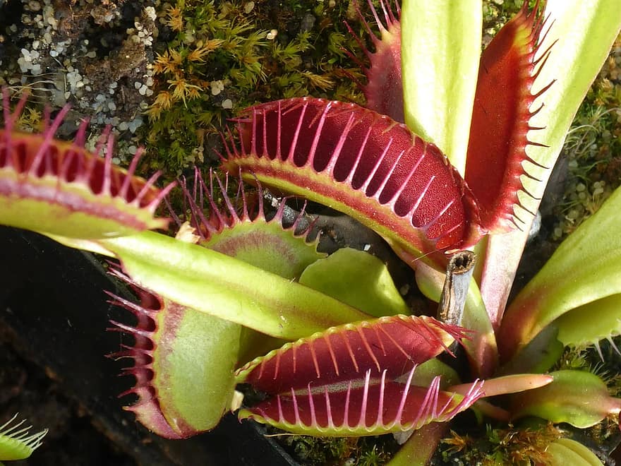 venus flytrap