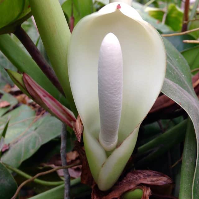 Fertilizing Philodendron Cordatum