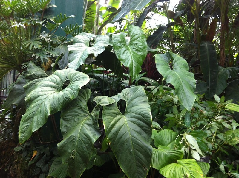 Anthurium Watermaliense (Black Anthurium)