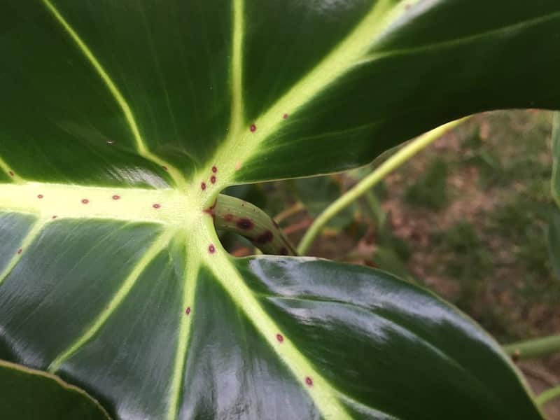 Philodendron Cordatum Problems and Solutions