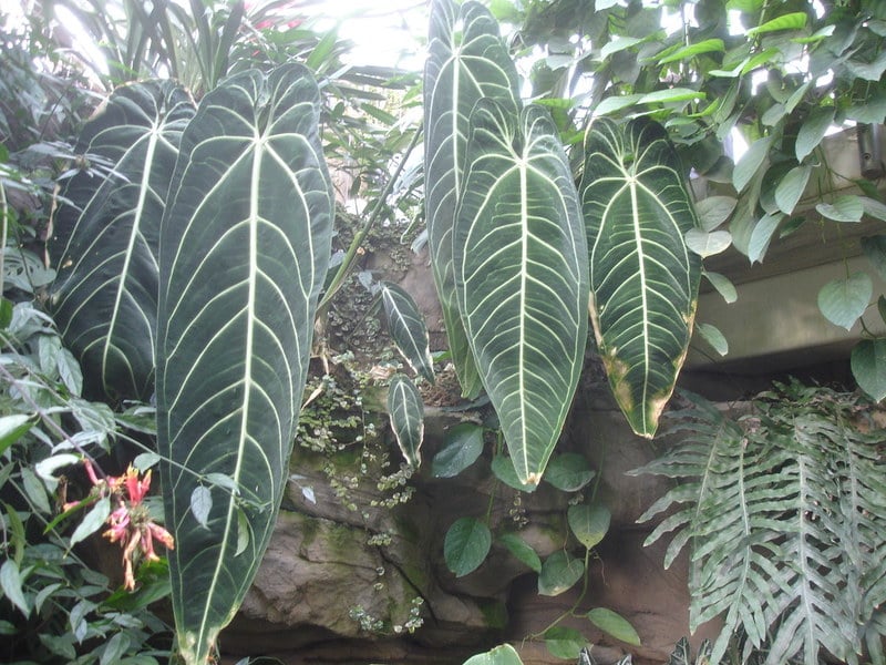 Anthurium Warocqueanum (Queen Anthurium)