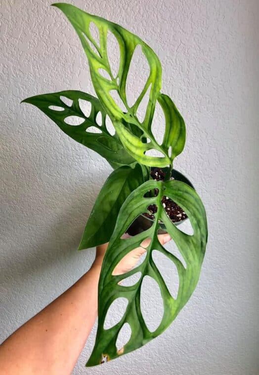 Monstera Epipremnoides