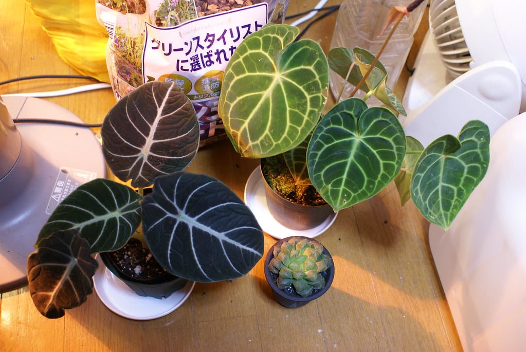 Anthurium Most Common Problems and Solutions