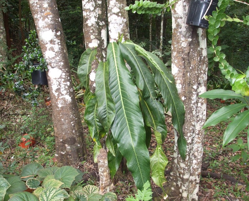 Anthurium Pendulifolium