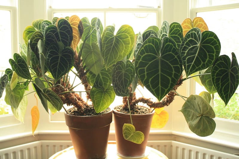 Anthurium Clarinervium (Velvet Cardboard)