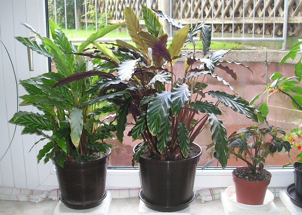 When & How to Prune Calathea Rufibarba