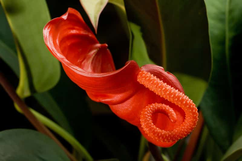 Anthurium Scherzerianum (Flamingo flower)
