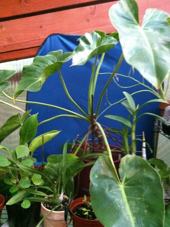 What is Philodendron Cordatum?