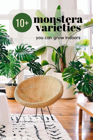 Monstera Varieties to grow indoors