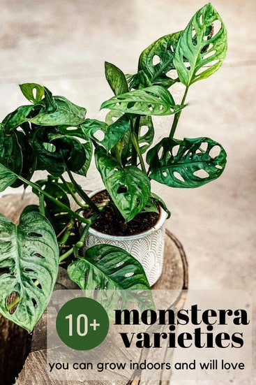 Types of Monstera