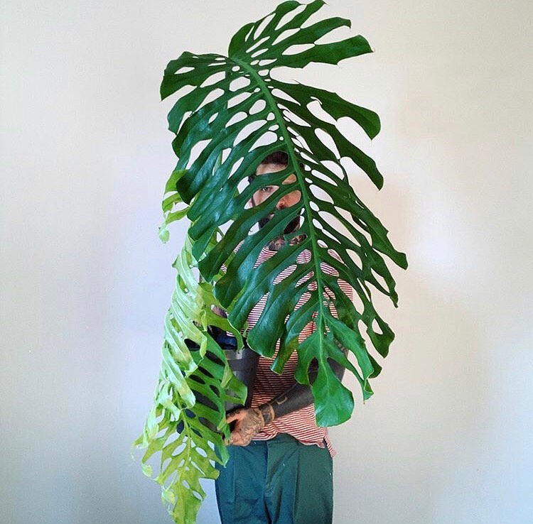 Monstera Punctulata