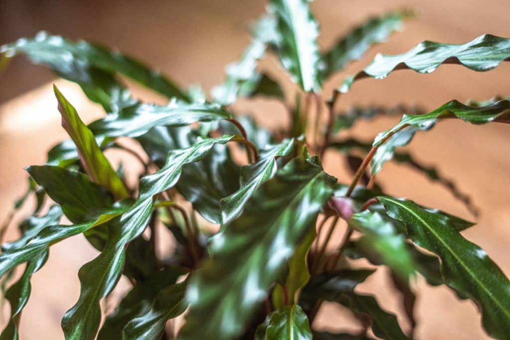How Often to Water Calathea Rufibarba 