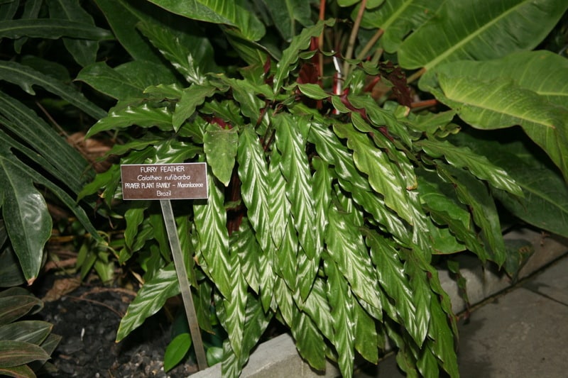 How to grow Calathea Rufibarba