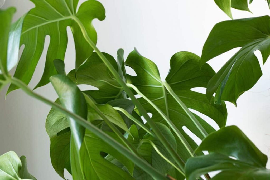 Monstera Borsigiana Care Guide