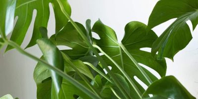 Monstera Borsigiana Care Guide