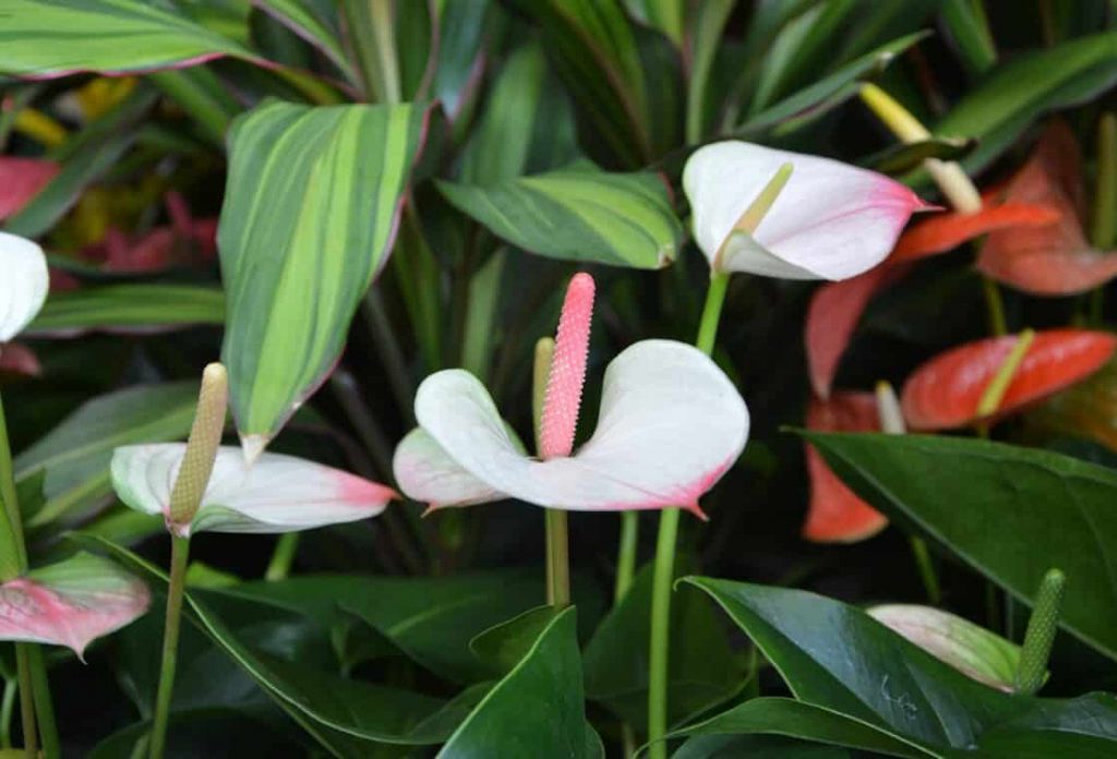 What Are Anthurium’s Humidity Requirements?