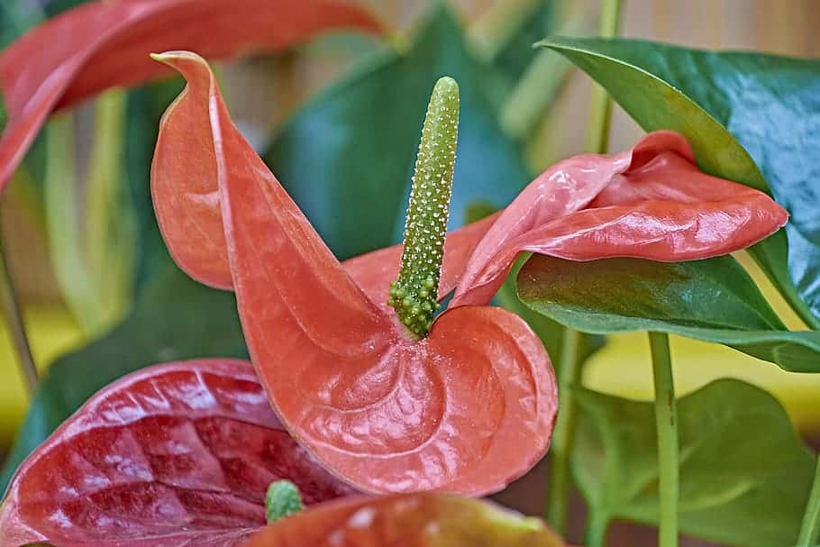 When to Repot Anthurium Plant?