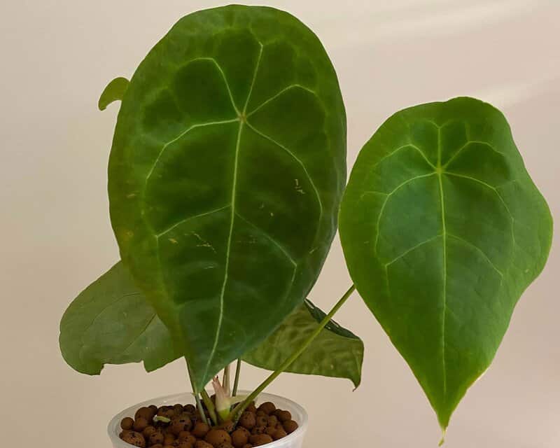 Anthurium Forgetii