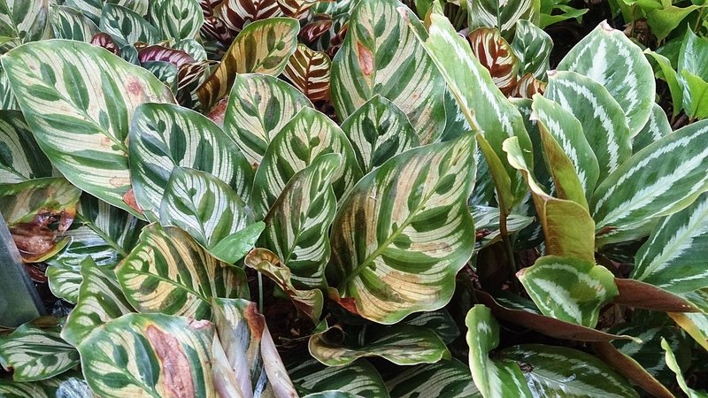Watering Calathea