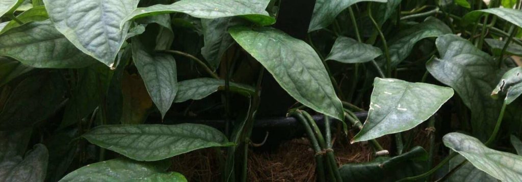 Monstera Siltepecana