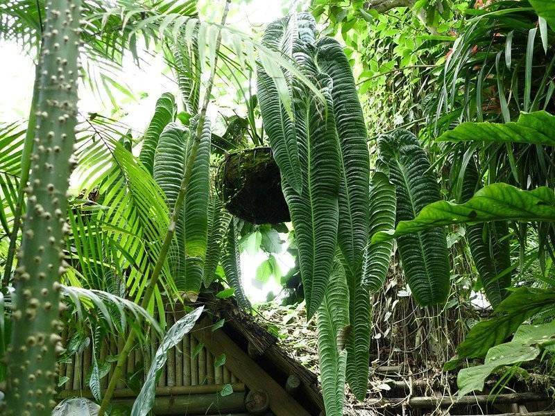Anthurium Veitchii (King Anthurium)