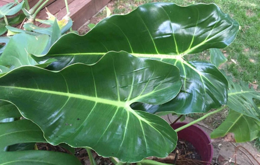 How to Care for Philodendron Cordatum