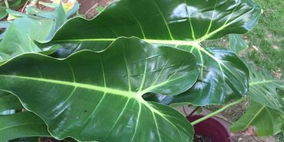 How to Care for Philodendron Cordatum